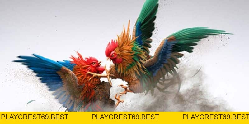 Tin Hot: Cp1 - Cp2 - Cp3 Nơi Các Chiến Kê Tranh Tài Quyết Liệt - playcrest69