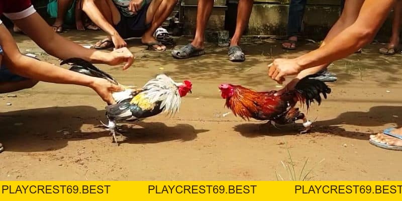 Những Ưu Điểm Khi Tham Gia Các Bồ Gà Phổ Biến Tại Campuchia - playcrest69