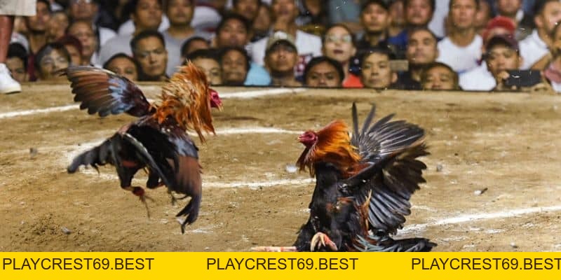 Những Ưu Điểm Khi Tham Gia Các Bồ Gà Phổ Biến Tại Campuchia - playcrest69