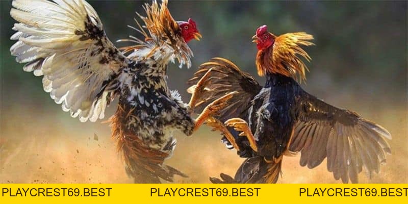 Những Ưu Điểm Khi Tham Gia Các Bồ Gà Phổ Biến Tại Campuchia - playcrest69