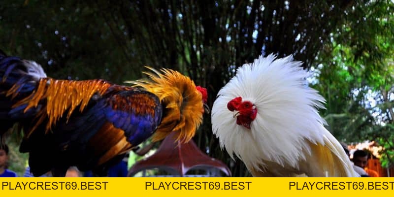 Những Ưu Điểm Khi Tham Gia Các Bồ Gà Phổ Biến Tại Campuchia - playcrest69