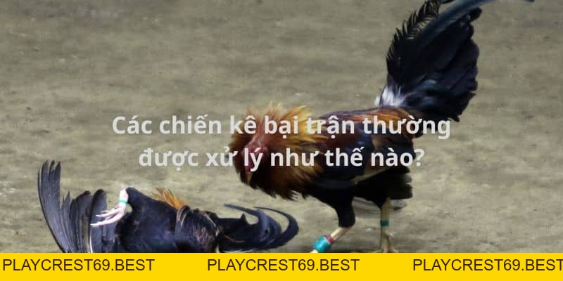 Các Chiến Kê Bại Trận Sẽ Xử Lý Như Thế Nào Trong Đá Gà - playcrest69