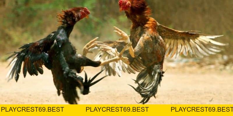 Các Chiến Kê Bại Trận Sẽ Xử Lý Như Thế Nào Trong Đá Gà - playcrest69