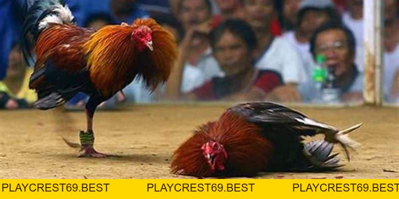 Các Chiến Kê Bại Trận Sẽ Xử Lý Như Thế Nào Trong Đá Gà - playcrest69