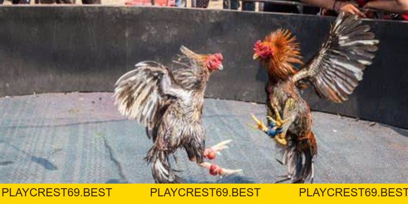 Các Chiến Kê Bại Trận Sẽ Xử Lý Như Thế Nào Trong Đá Gà - playcrest69