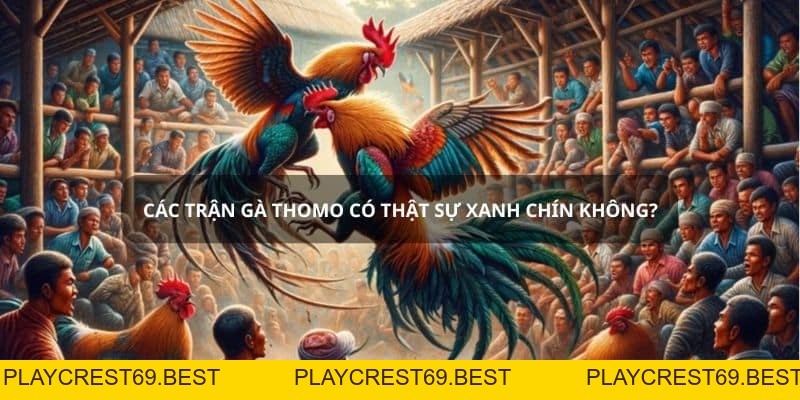 Các Trận Gà Thomo Có Thật Sự Xanh Chín? - playcrest69