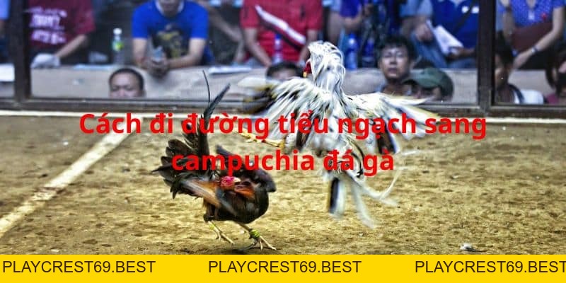 Cách Đi Đường Tiểu Ngạch Sang Campuchia Đá Gà Dễ Dàng Nhất - playcrest69