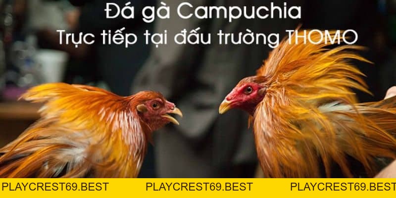Cách Đi Đường Tiểu Ngạch Sang Campuchia Đá Gà Dễ Dàng Nhất - playcrest69