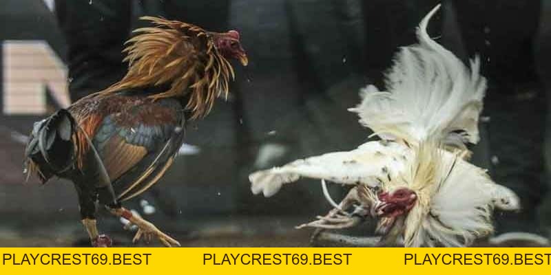 Cách Đi Đường Tiểu Ngạch Sang Campuchia Đá Gà Dễ Dàng Nhất - playcrest69