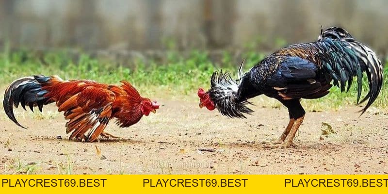 Cách Đi Đường Tiểu Ngạch Sang Campuchia Đá Gà Dễ Dàng Nhất - playcrest69