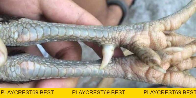 Cách Xem Cựa Gà Để Luôn Chiến Thắng Cho Người Chơi Mới - playcrest69