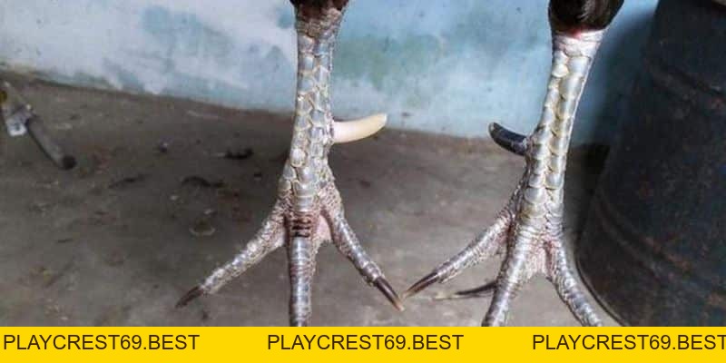 Cách Xem Cựa Gà Để Luôn Chiến Thắng Cho Người Chơi Mới - playcrest69