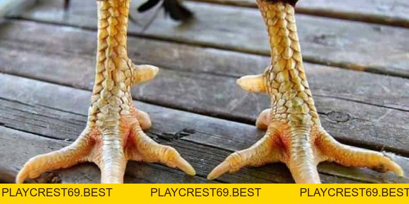Cách Xem Cựa Gà Để Luôn Chiến Thắng Cho Người Chơi Mới - playcrest69