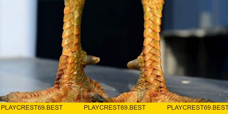 Cách Xem Cựa Gà Để Luôn Chiến Thắng Cho Người Chơi Mới - playcrest69