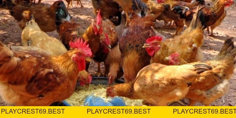 Cách cho Gà Chiến Ăn Trước Mỗi Trận Đấu Để Giành Thắng Lợi - playcrest69 Cách cho Gà Chiến Ăn Trước Mỗi Trận Đấu Để Giành Thắng Lợi - playcrest69