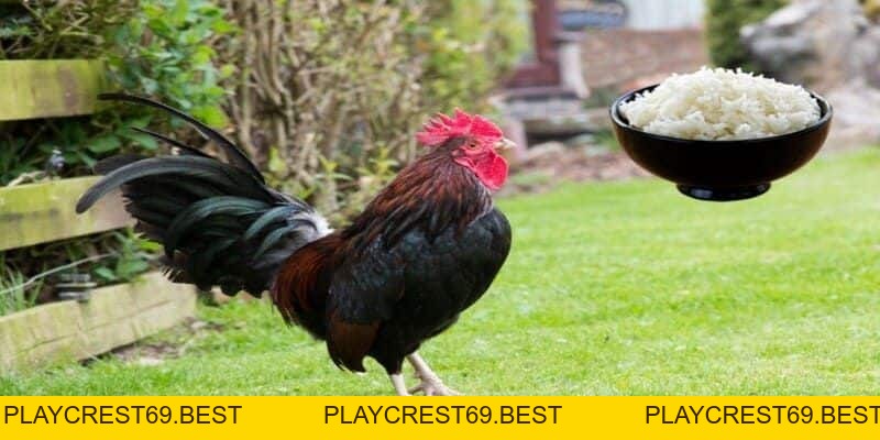 Cách cho Gà Chiến Ăn Trước Mỗi Trận Đấu Để Giành Thắng Lợi - playcrest69 Cách cho Gà Chiến Ăn Trước Mỗi Trận Đấu Để Giành Thắng Lợi - playcrest69