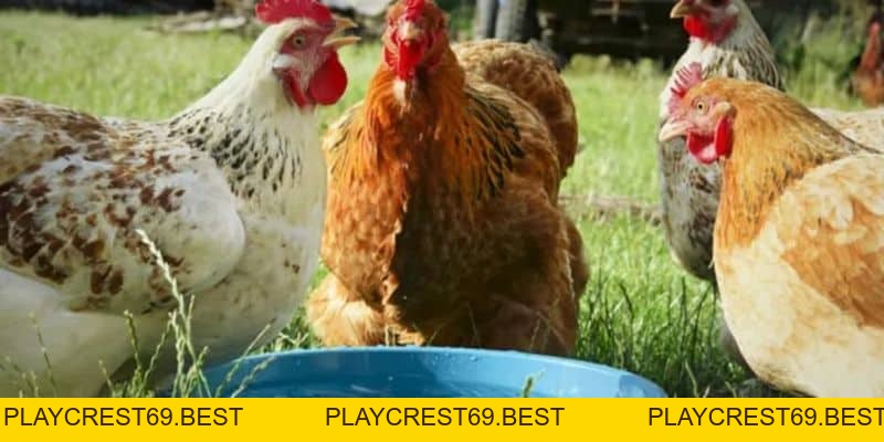 Cách cho Gà Chiến Ăn Trước Mỗi Trận Đấu Để Giành Thắng Lợi - playcrest69 Cách cho Gà Chiến Ăn Trước Mỗi Trận Đấu Để Giành Thắng Lợi - playcrest69