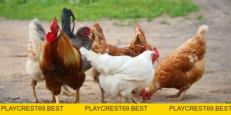 Cách cho Gà Chiến Ăn Trước Mỗi Trận Đấu Để Giành Thắng Lợi - playcrest69