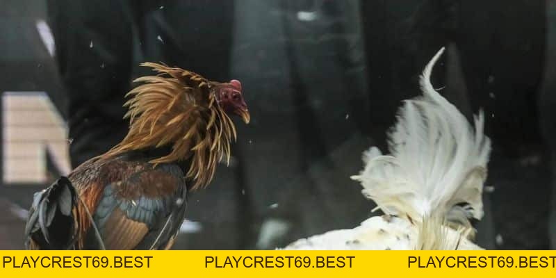 Tin Hot: Cp1 - Cp2 - Cp3 Nơi Các Chiến Kê Tranh Tài Quyết Liệt - playcrest69