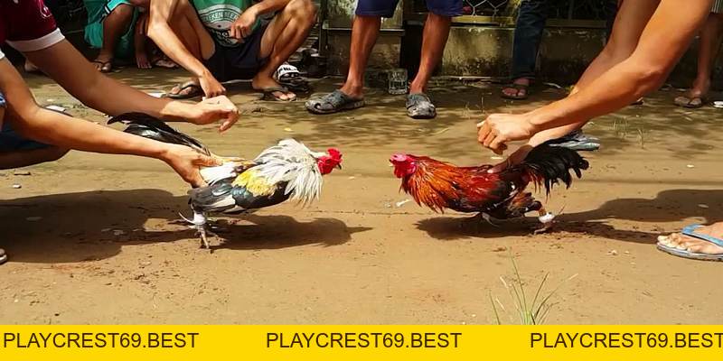 Tin Hot: Cp1 - Cp2 - Cp3 Nơi Các Chiến Kê Tranh Tài Quyết Liệt - playcrest69