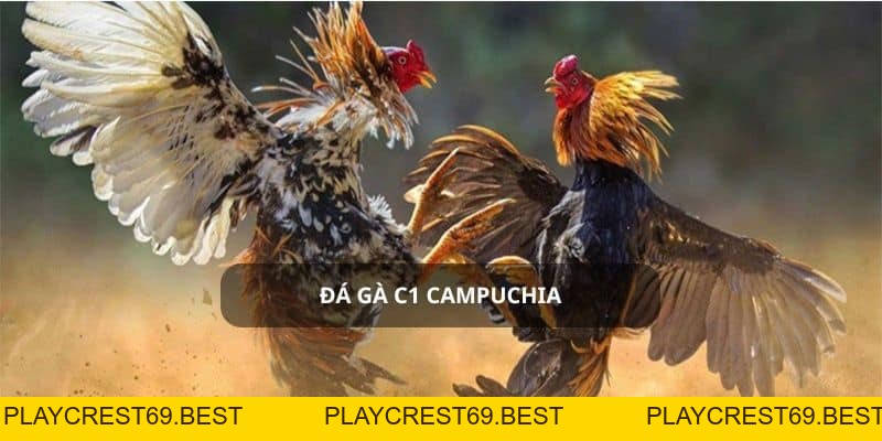 Đá Gà C1 Campuchia - Trường Đấu Uy Tín Số 1 - playcrest69
