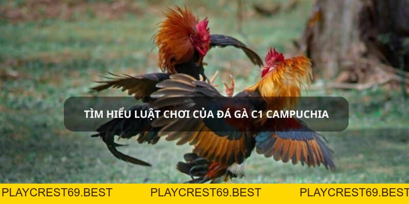 Đá Gà C1 Campuchia - Trường Đấu Uy Tín Số 1 - playcrest69