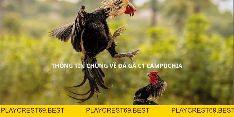 Đá Gà C1 Campuchia - Trường Đấu Uy Tín Số 1 - playcrest69