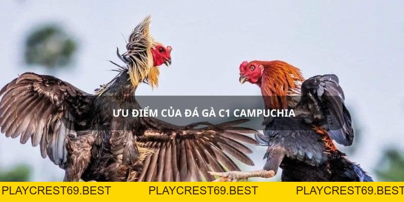 Đá Gà C1 Campuchia - Trường Đấu Uy Tín Số 1 - playcrest69