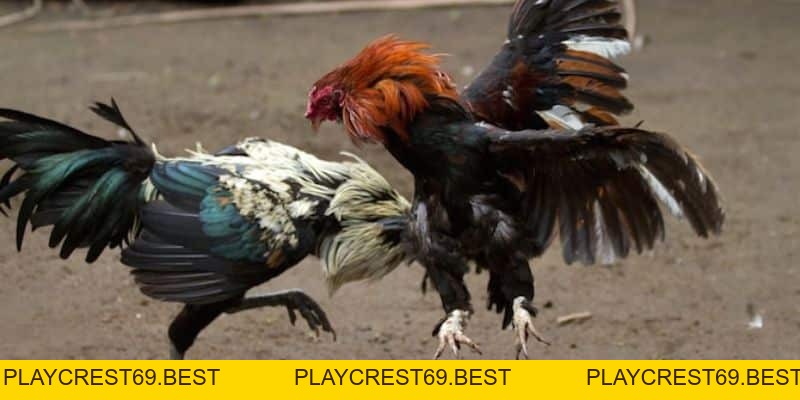 Kinh Nghiệm Đá Gà Qua Mạng Chuẩn Xác, Hiệu Quả Nhất 2026 - playcrest69