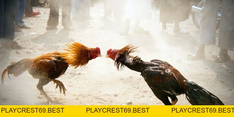 Kinh Nghiệm Đá Gà Qua Mạng Chuẩn Xác, Hiệu Quả Nhất 2026 - playcrest69 Kinh Nghiệm Đá Gà Qua Mạng Chuẩn Xác, Hiệu Quả Nhất 2026 - playcrest69