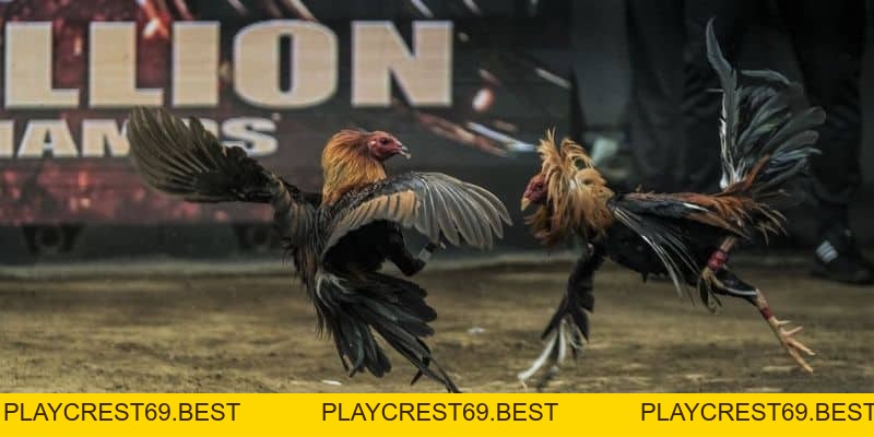Kinh Nghiệm Đá Gà Qua Mạng Chuẩn Xác, Hiệu Quả Nhất 2026 - playcrest69 Kinh Nghiệm Đá Gà Qua Mạng Chuẩn Xác, Hiệu Quả Nhất 2026 - playcrest69