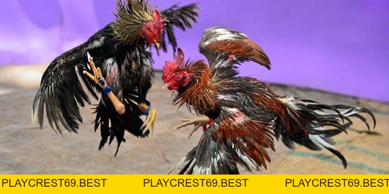 Kinh Nghiệm Đá Gà Qua Mạng Chuẩn Xác, Hiệu Quả Nhất 2026 - playcrest69 Kinh Nghiệm Đá Gà Qua Mạng Chuẩn Xác, Hiệu Quả Nhất 2026 - playcrest69