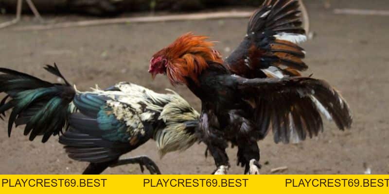Tại Sao Đá Gà Thomo Luôn Được Ưa Thích Tại Việt Nam - playcrest69 Tại Sao Đá Gà Thomo Luôn Được Ưa Thích Tại Việt Nam - playcrest69