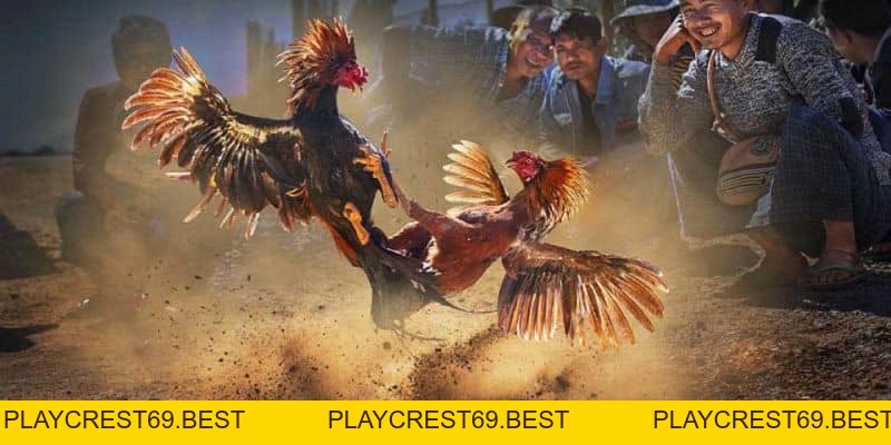 Tại Sao Đá Gà Thomo Luôn Được Ưa Thích Tại Việt Nam - playcrest69 Tại Sao Đá Gà Thomo Luôn Được Ưa Thích Tại Việt Nam - playcrest69