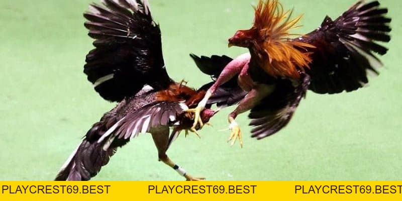 Tại Sao Đá Gà Thomo Luôn Được Ưa Thích Tại Việt Nam - playcrest69
