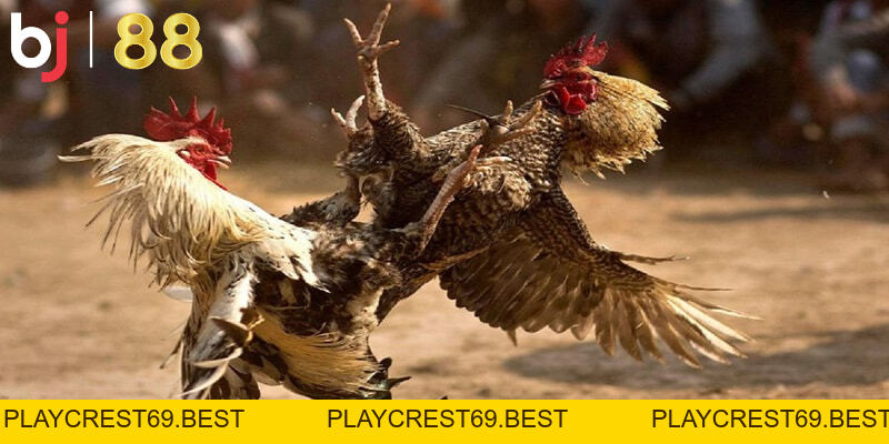 Cách đá gà qua mạng luôn thắng 100% - Bí kíp từ cao thủ - playcrest69 Cách đá gà qua mạng luôn thắng 100% - Bí kíp từ cao thủ - playcrest69