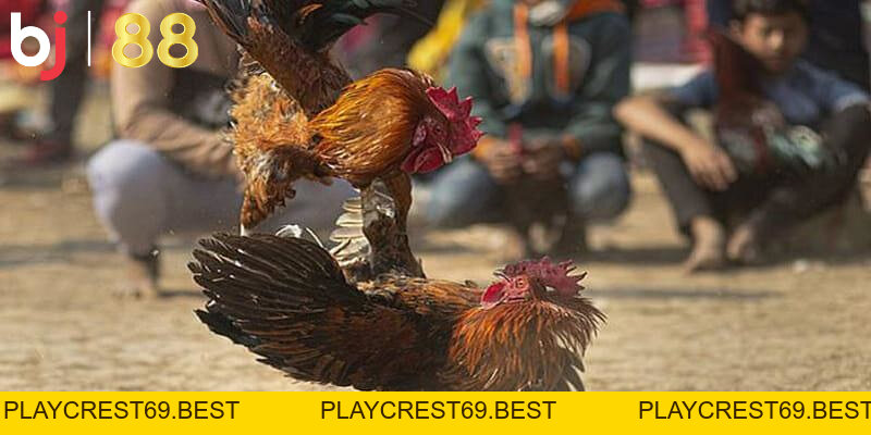Cách đá gà qua mạng luôn thắng 100% - Bí kíp từ cao thủ - playcrest69 Cách đá gà qua mạng luôn thắng 100% - Bí kíp từ cao thủ - playcrest69