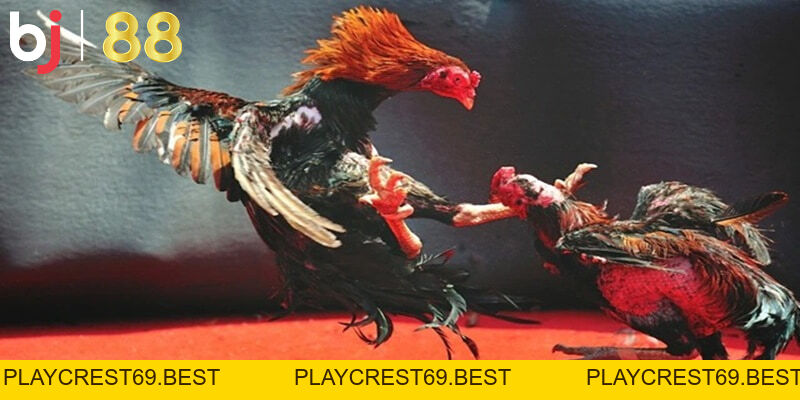 Cách đá gà qua mạng luôn thắng 100% - Bí kíp từ cao thủ - playcrest69 Cách đá gà qua mạng luôn thắng 100% - Bí kíp từ cao thủ - playcrest69