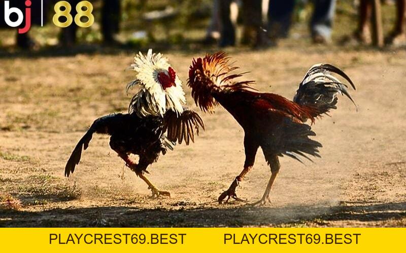 Trải nghiệm cá cược đá gà Mỹ Lai tại BJ88 đỉnh cao - playcrest69
