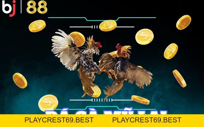 Trải nghiệm cá cược đá gà Mỹ Lai tại BJ88 đỉnh cao - playcrest69