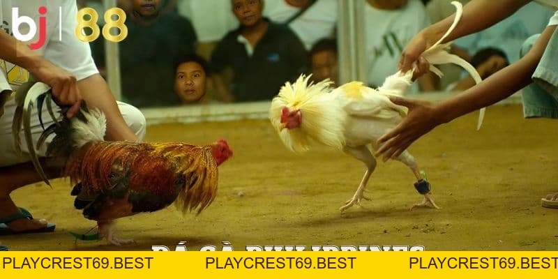 Khám phá đá gà Philippines - Chinh phục đam mê cùng BJ88 - playcrest69