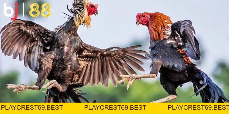 Khám phá đá gà Philippines - Chinh phục đam mê cùng BJ88 - playcrest69