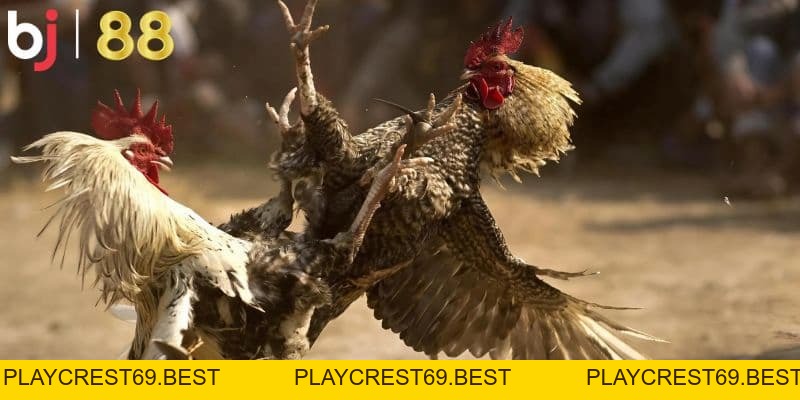 Khám phá đá gà Philippines - Chinh phục đam mê cùng BJ88 - playcrest69