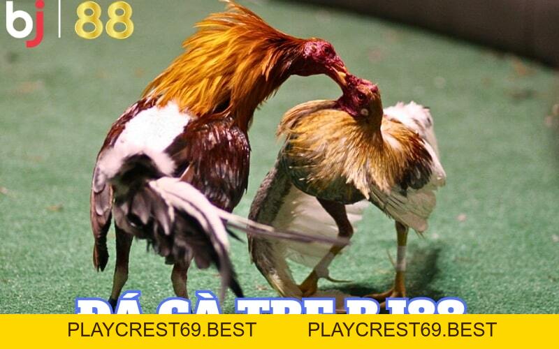 Khám phá luật đá gà tre và cách chơi chi tiết tại BJ88 - playcrest69