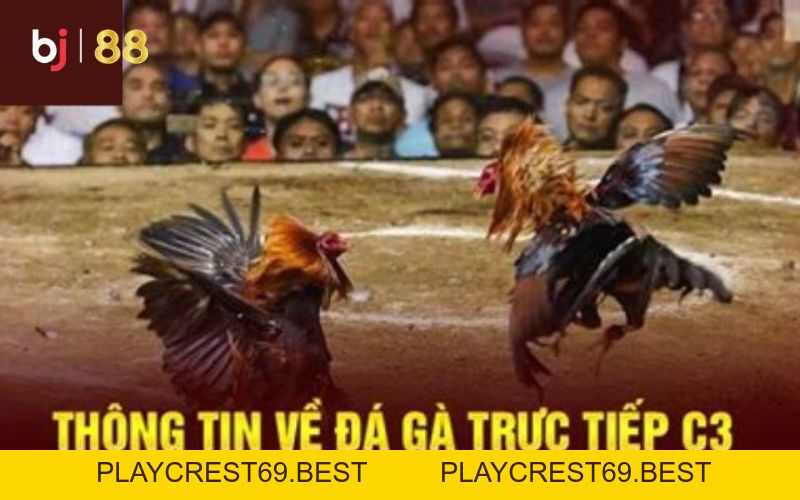 Tất tần tật về sàn đá gà trực tiếp c3 chỉ có tại BJ88 - playcrest69