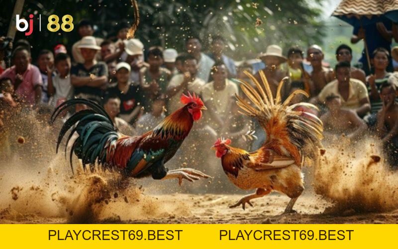Tất tần tật về sàn đá gà trực tiếp c3 chỉ có tại BJ88 - playcrest69