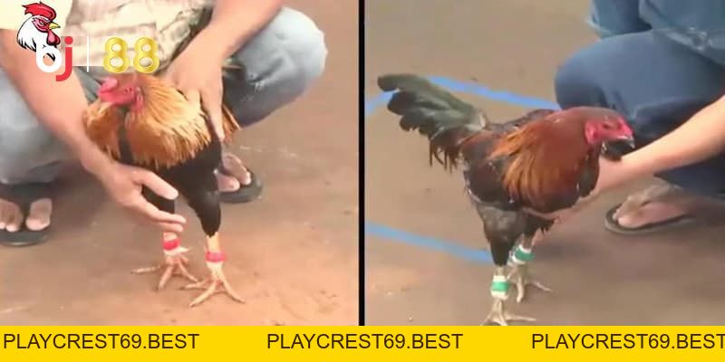 Đá gà trực tuyến là gì? Luật chơi đá gà BJ88 cơ bản dễ hiểu - playcrest69 Đá gà trực tuyến là gì? Luật chơi đá gà BJ88 cơ bản dễ hiểu - playcrest69