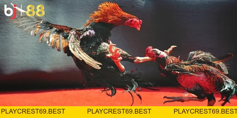 Đá gà trực tuyến là gì? Luật chơi đá gà BJ88 cơ bản dễ hiểu - playcrest69