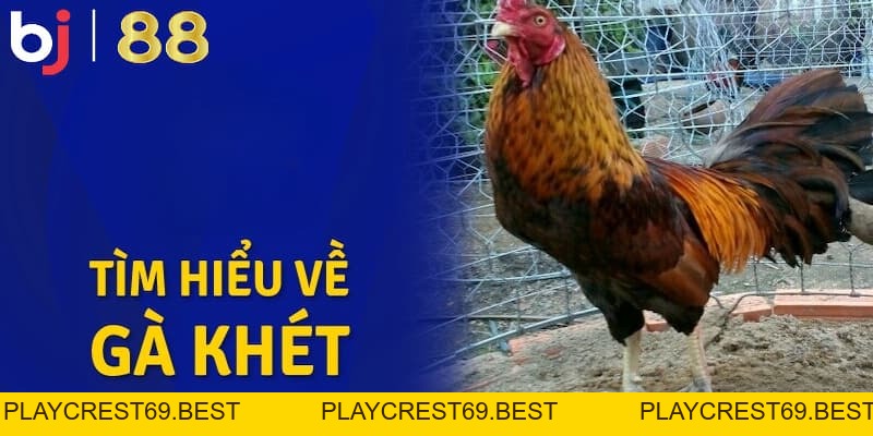 Gà Khét Đá Ngày Nào Dễ Thắng? Dự Đoán Ngày Đẹp Ra Sân - playcrest69