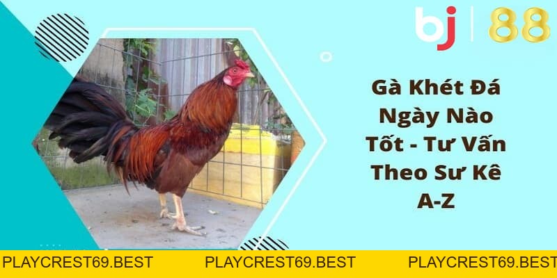 Gà Khét Đá Ngày Nào Dễ Thắng? Dự Đoán Ngày Đẹp Ra Sân - playcrest69